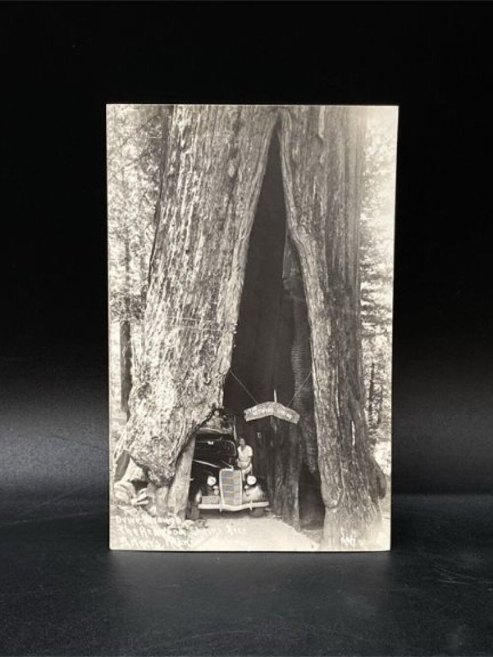 RPPC Drive Through The Redwood Shrine Tree Woman By 1935 Ford Model 48